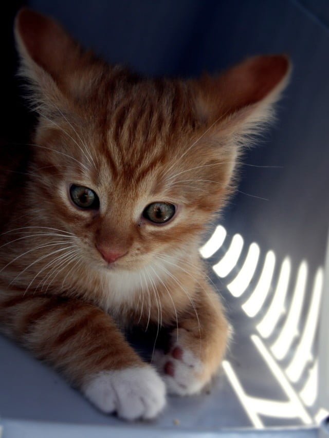 Dicas para viajar de ônibus com pets