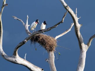 4Ard-Pantanal