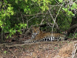 abre_Pantanal