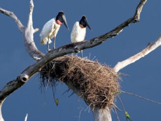 4Ard-Pantanal