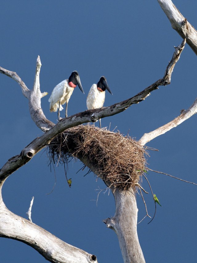 DIA DO PANTANAL: veja atrações