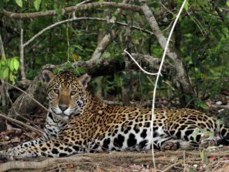 cropped-abre_Pantanal.jpg