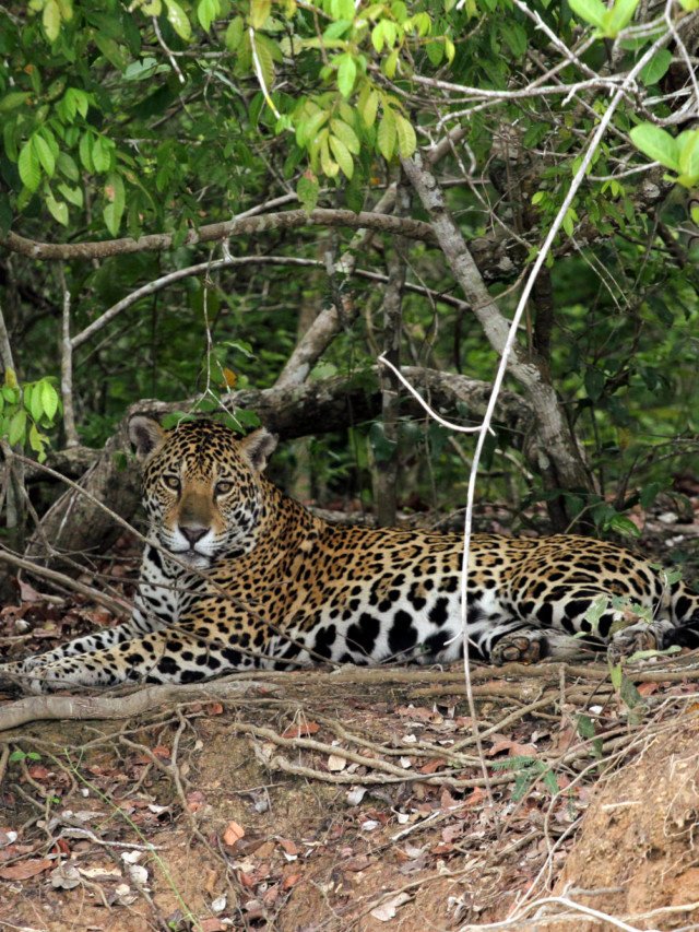 Dia do Pantanal: confira atrações turísticas
