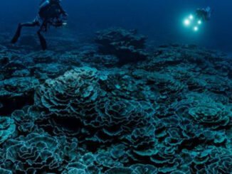 cropped-1RD_recife-de-coral_Alexis-Rosenfeld.jpg