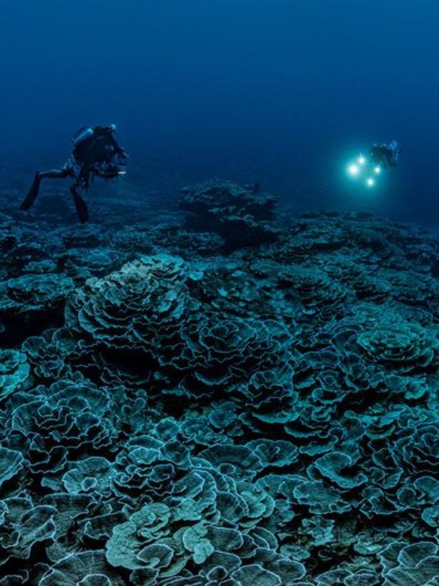 Descoberto um dos maiores recifes de corais do mundo, no Taiti