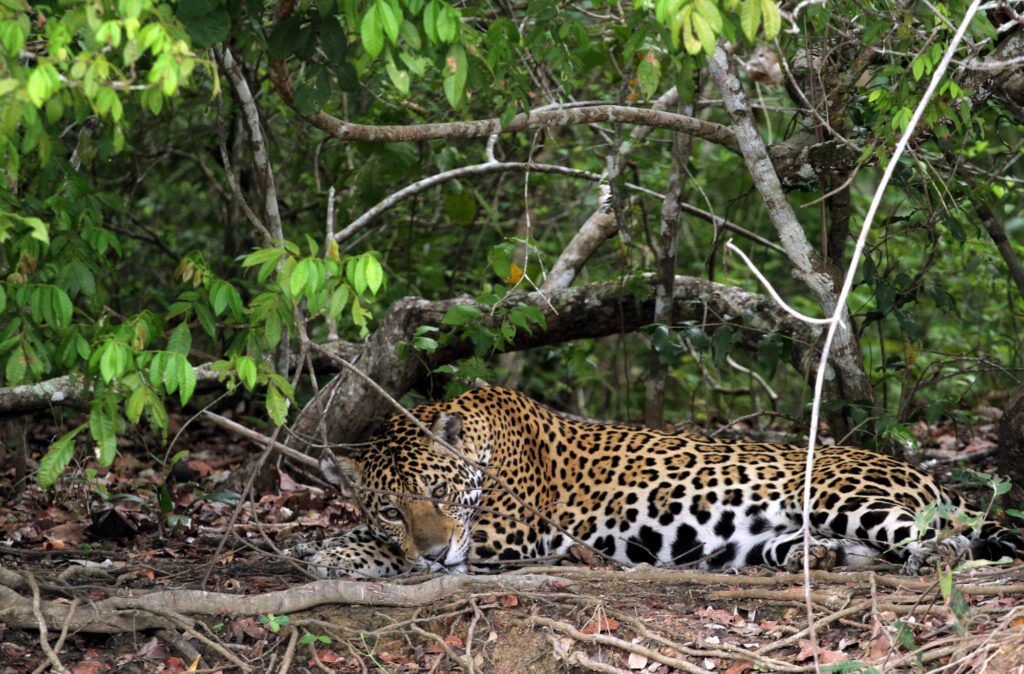 8rd Pantanal