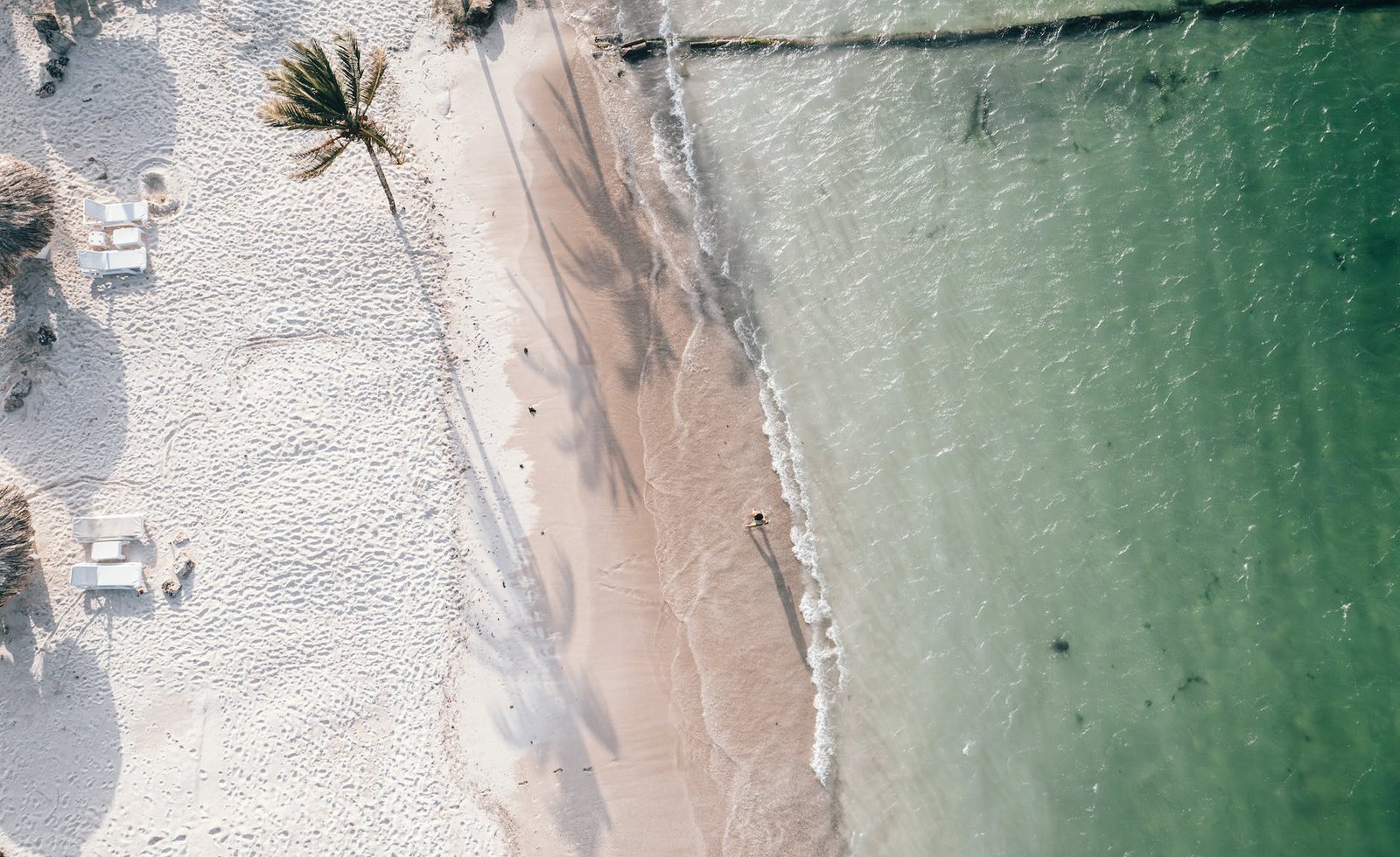 top view of a coast with palm trees