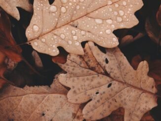 withered leaves photo