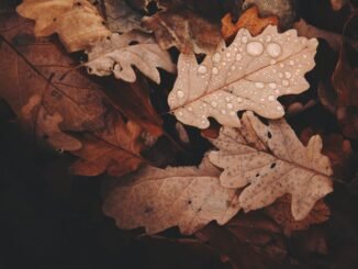 withered leaves photo