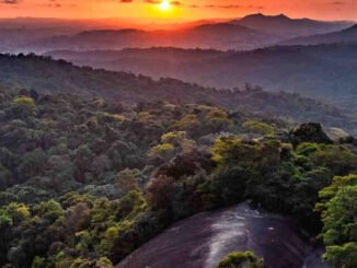 Floresta Cantareira