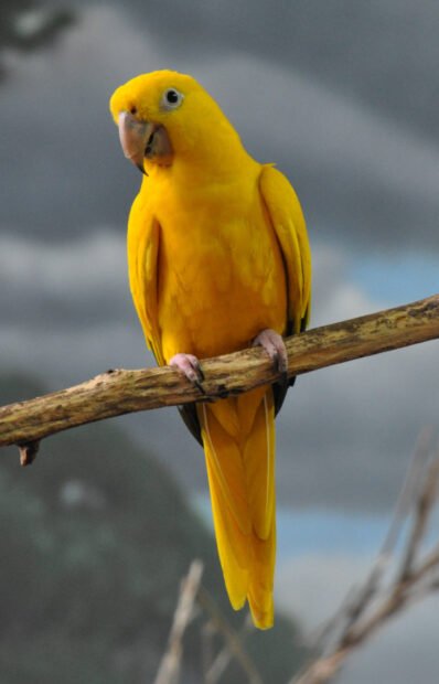 Guaruba