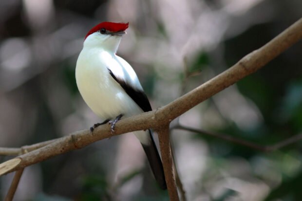4rd_SOLDADINHO DO ARARIPE