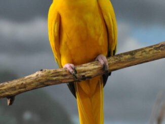 1_Guaruba
