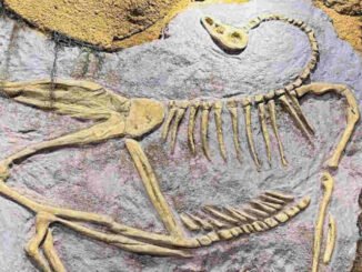 aventura jurassica