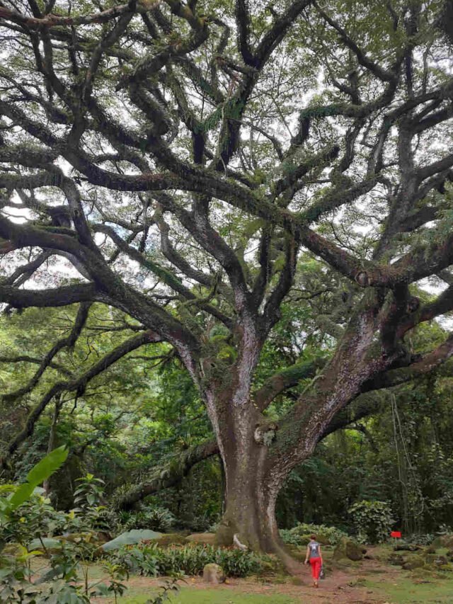 Caribe tem uma das árvores mais bonitas da… Europa