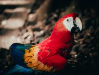 macaw on ground in costa rica