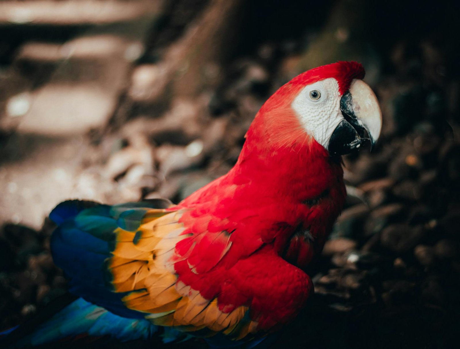 macaw on ground in costa rica