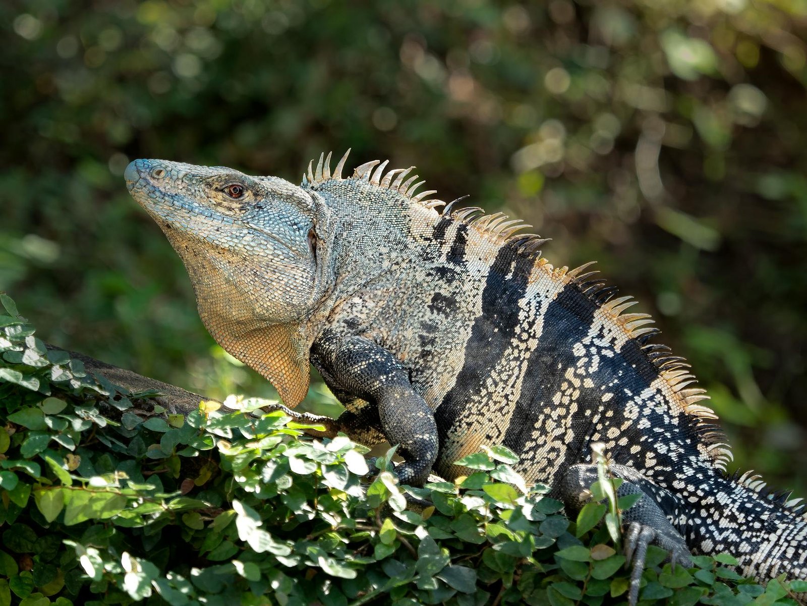 green iguana on tree in costa rica