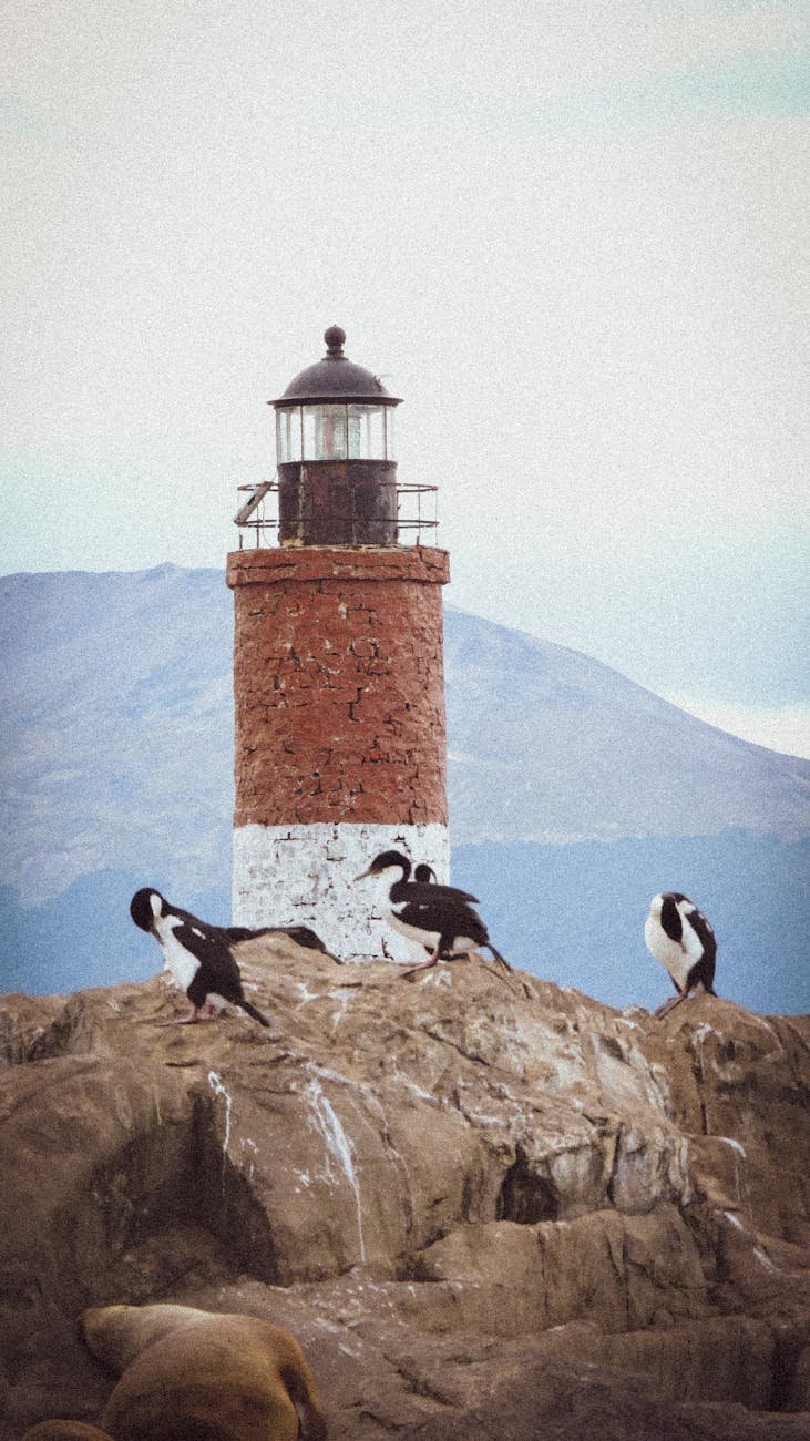 scenic lighthouse with cormorants in patagonia